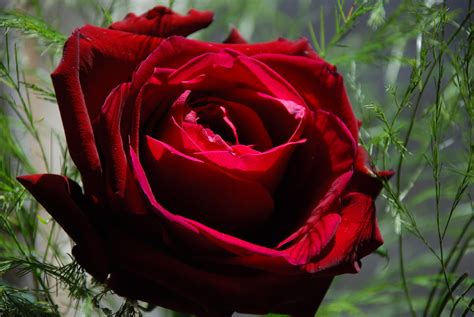 photo of red rose|red rose images jpg.